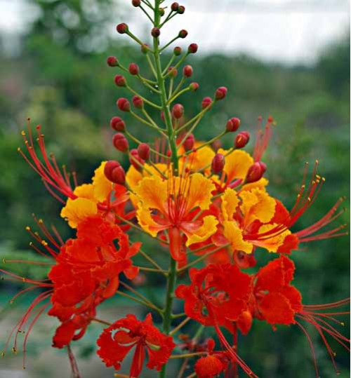 Caesalpinia Red - রাধাচূড়া লাল